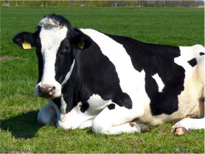 Holstein damızlık düve