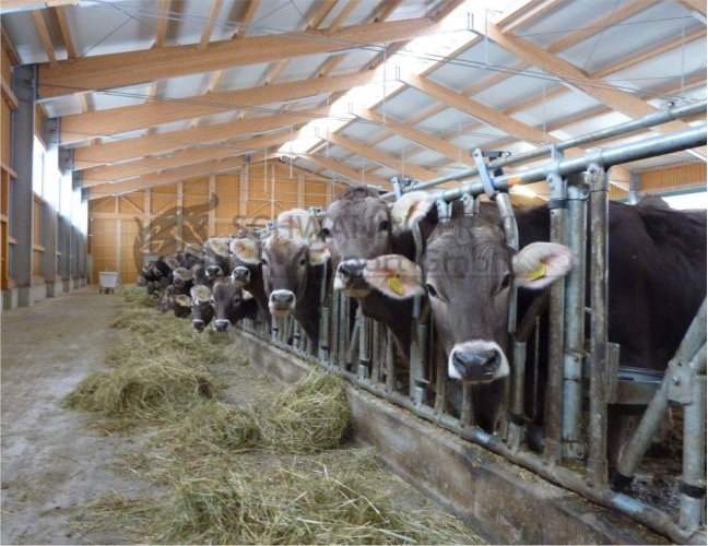 Holstein damızlık düve